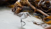 25th Aug 2024 - Sanderling