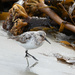 Sanderling by lifeat60degrees