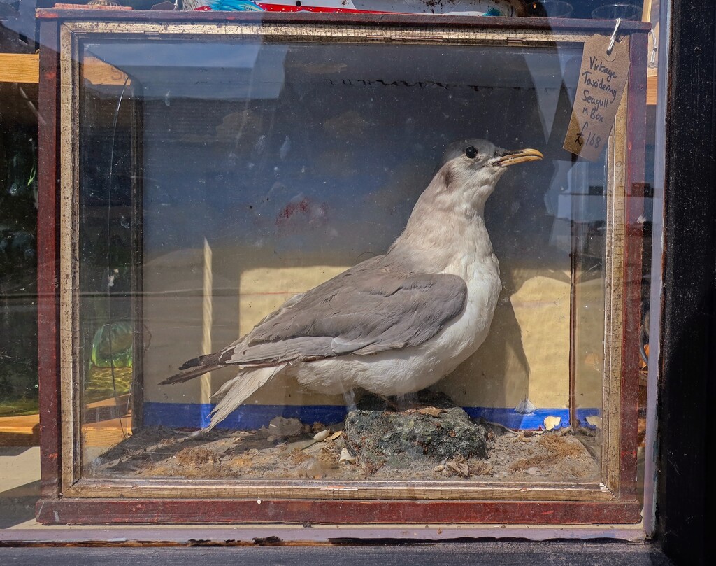 Bird in a Box by billyboy