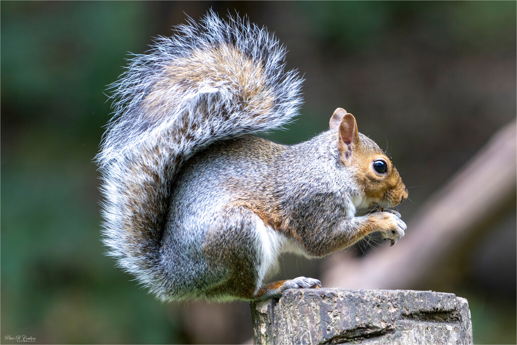 Female Squirrel by pcoulson