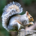 Female Squirrel by pcoulson