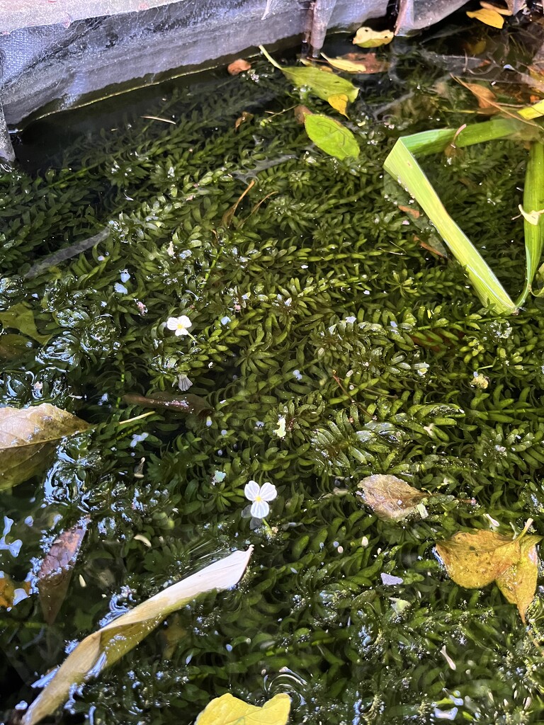 Tiny flowers on the pond weed by helenawall