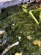 25th Aug 2024 - Tiny flowers on the pond weed