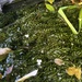 Tiny flowers on the pond weed by helenawall