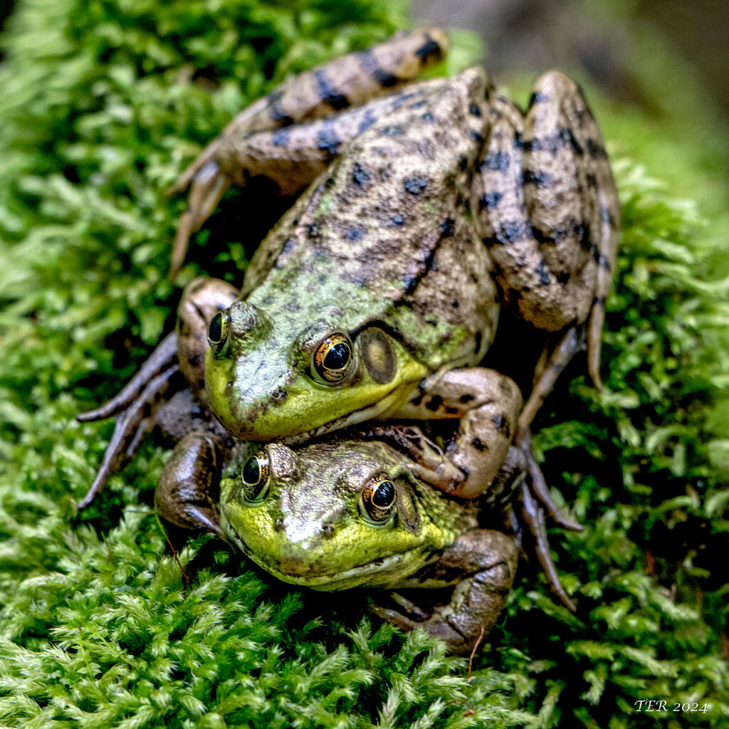 Happy, Happy Frogs by taffy