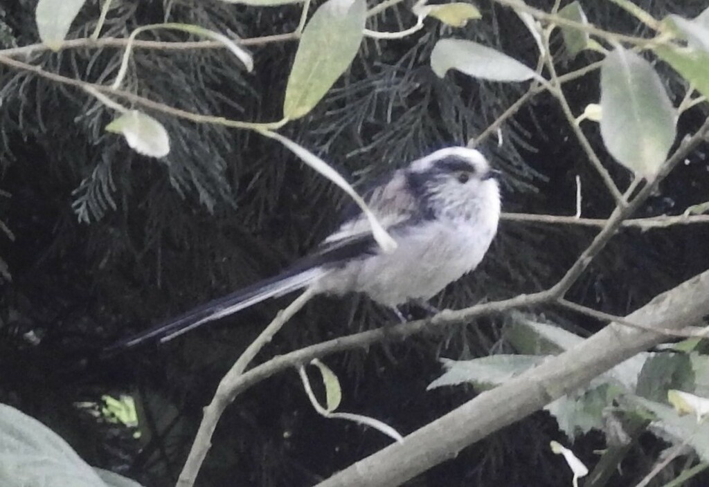 Long tailed tit by oldjosh