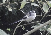 18th Aug 2024 - Long tailed tit