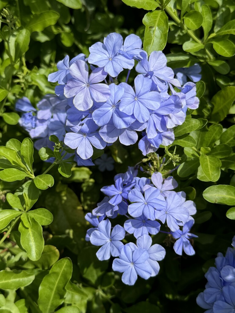 Plumbago  by jeremyccc