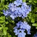 Plumbago  by jeremyccc