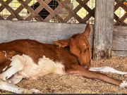 25th Aug 2024 - Cute one month calf