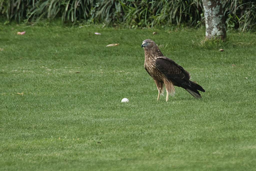 Hawk by dkbarnett