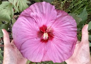 25th Aug 2024 - 2 Hands Hibiscus Bloom