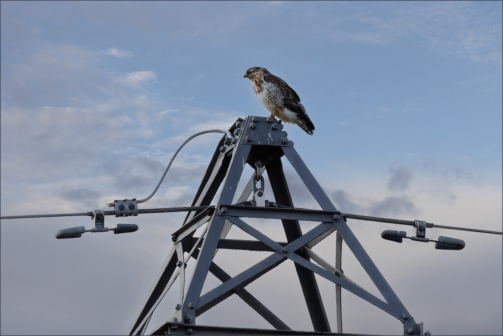 2 - Buzzard resting on a Pylon by marshwader