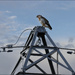 2 - Buzzard resting on a Pylon by marshwader