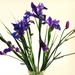 Purple Iris & Statice .. A Gift ~ by happysnaps