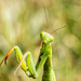 mantis by aecasey