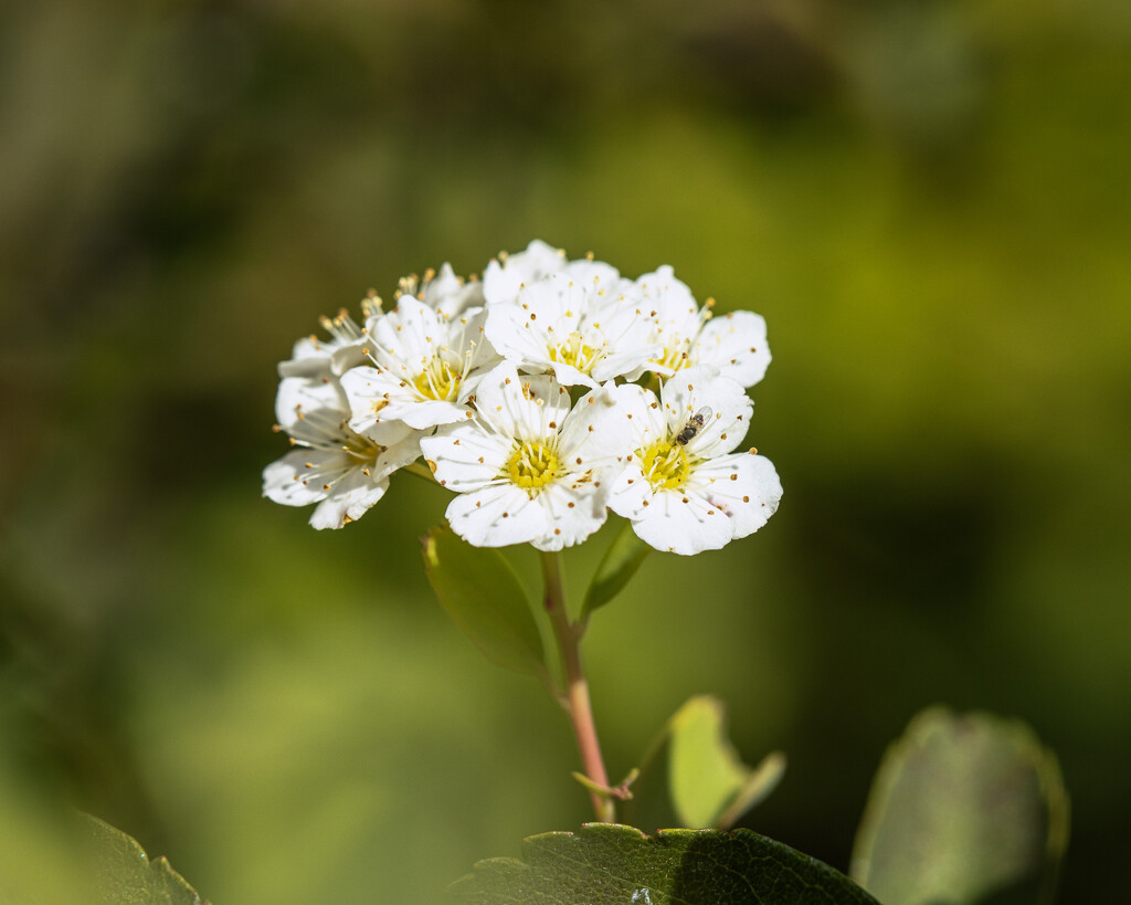 spirea bloom by aecasey