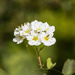 spirea bloom by aecasey