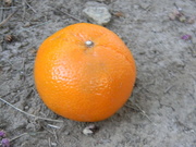 25th Aug 2024 - Tangerine 