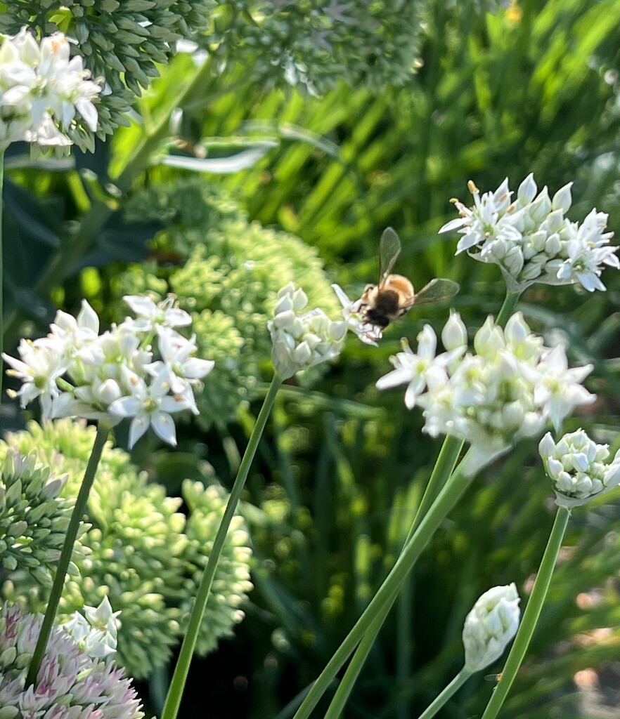 Honey Bee by sjgiesman