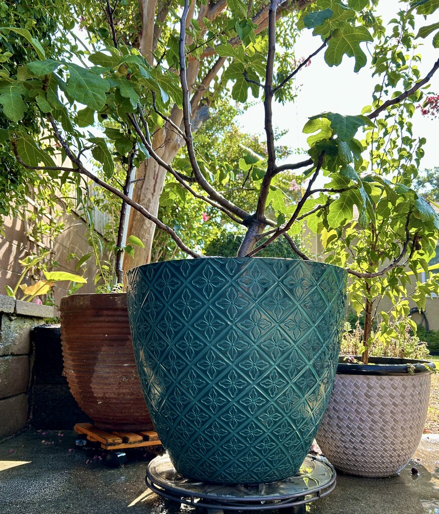 Patio Pot by loweygrace