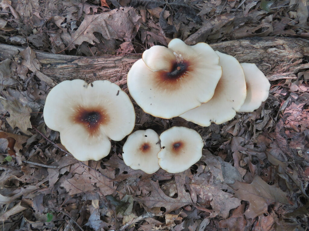 Fungi. Not sure of the name. by illinilass