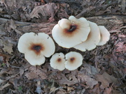 25th Aug 2024 - Fungi. Not sure of the name.