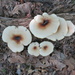 Fungi. Not sure of the name. by illinilass