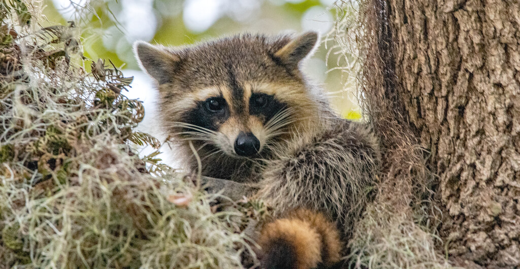 Rocky Raccoon, Hanging Out! by rickster549