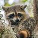 Rocky Raccoon, Hanging Out! by rickster549