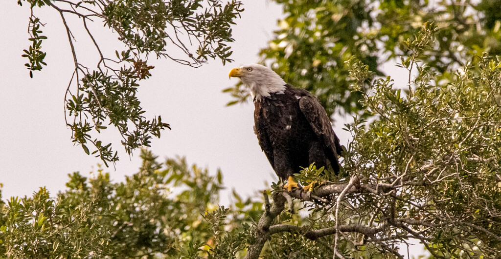 Bald Eagle After It Landed! by rickster549