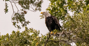 25th Aug 2024 - Bald Eagle After It Landed!