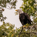 Bald Eagle After It Landed! by rickster549