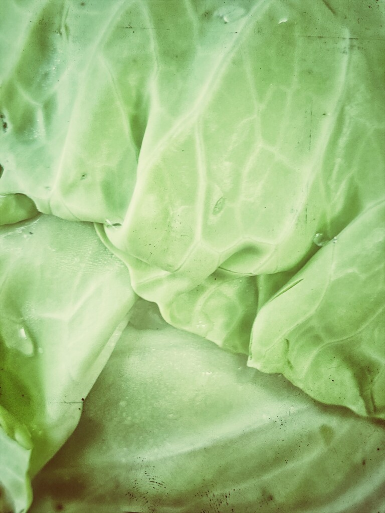 Lettuce by edorreandresen