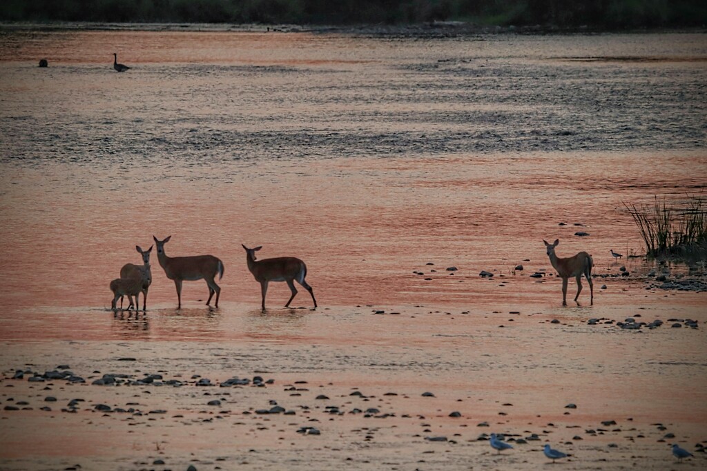 Deer in the River at Sunset by princessicajessica