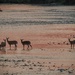 Deer in the River at Sunset by princessicajessica