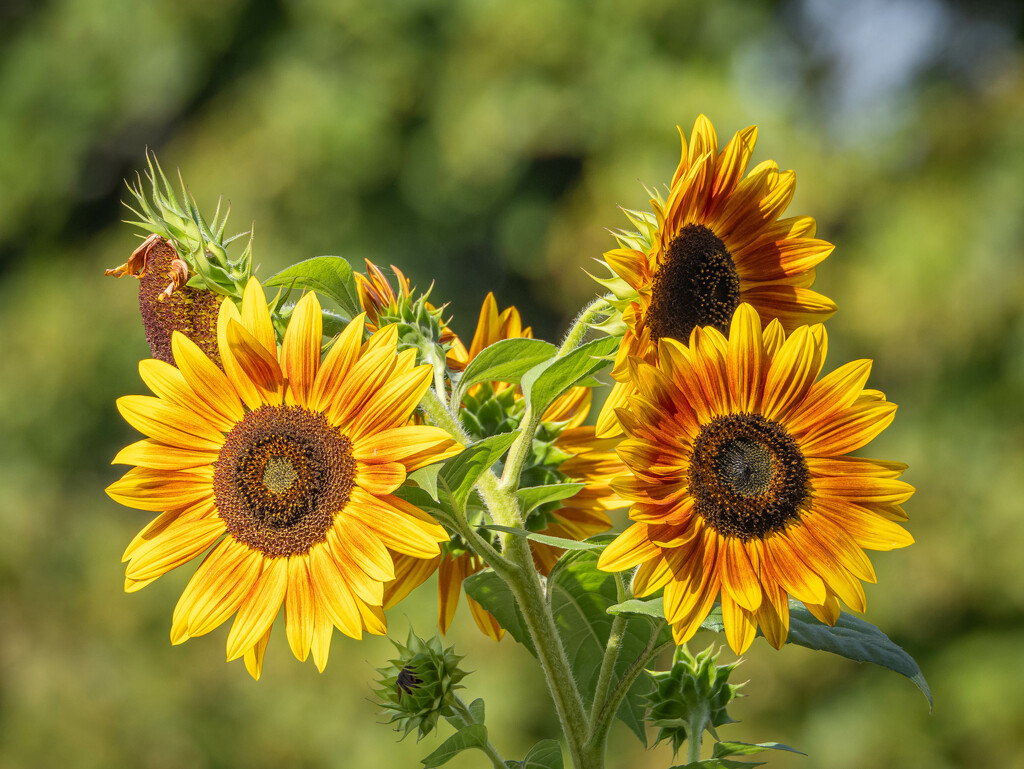 Such cheerful flowers by haskar