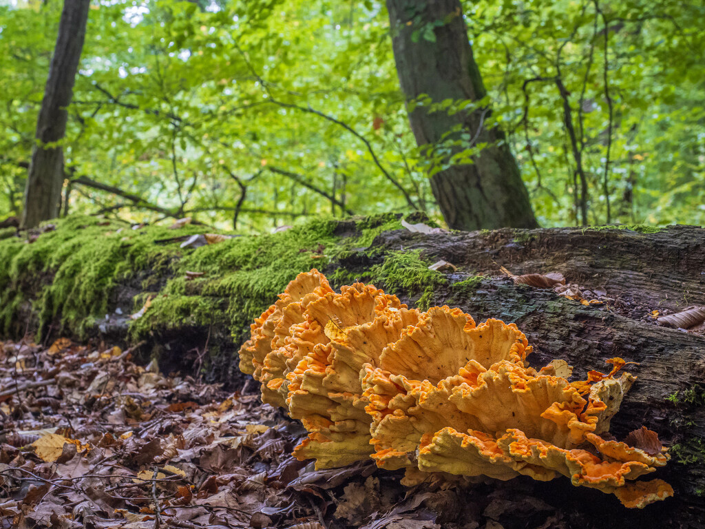 The sulphur shelf by haskar