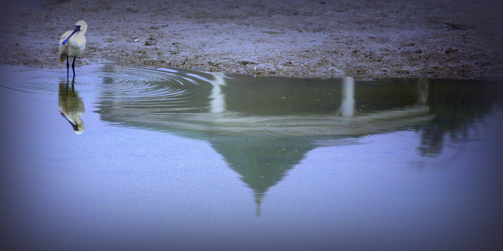 Royal Spoonbill by dide