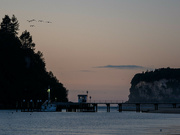 25th Aug 2024 - Birds in flight