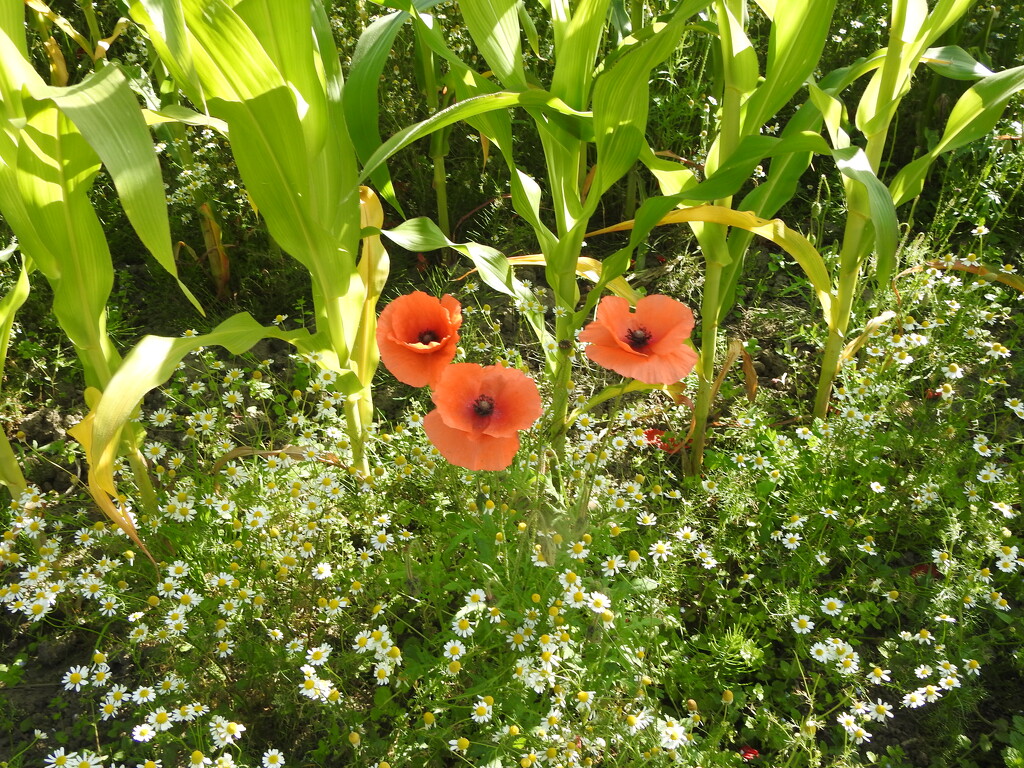 Poppies amongst the Maze by oldjosh