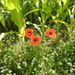 Poppies amongst the Maze by oldjosh