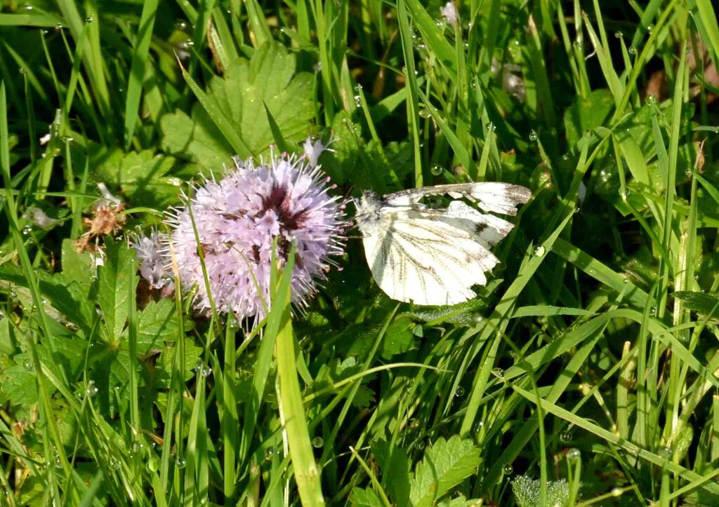 Green Veined White Butterfly by arkensiel