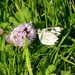 Green Veined White Butterfly by arkensiel