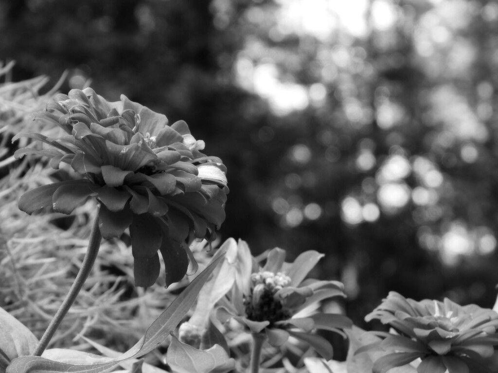 Zinnias and bokeh... by marlboromaam