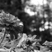 Zinnias and bokeh... by marlboromaam