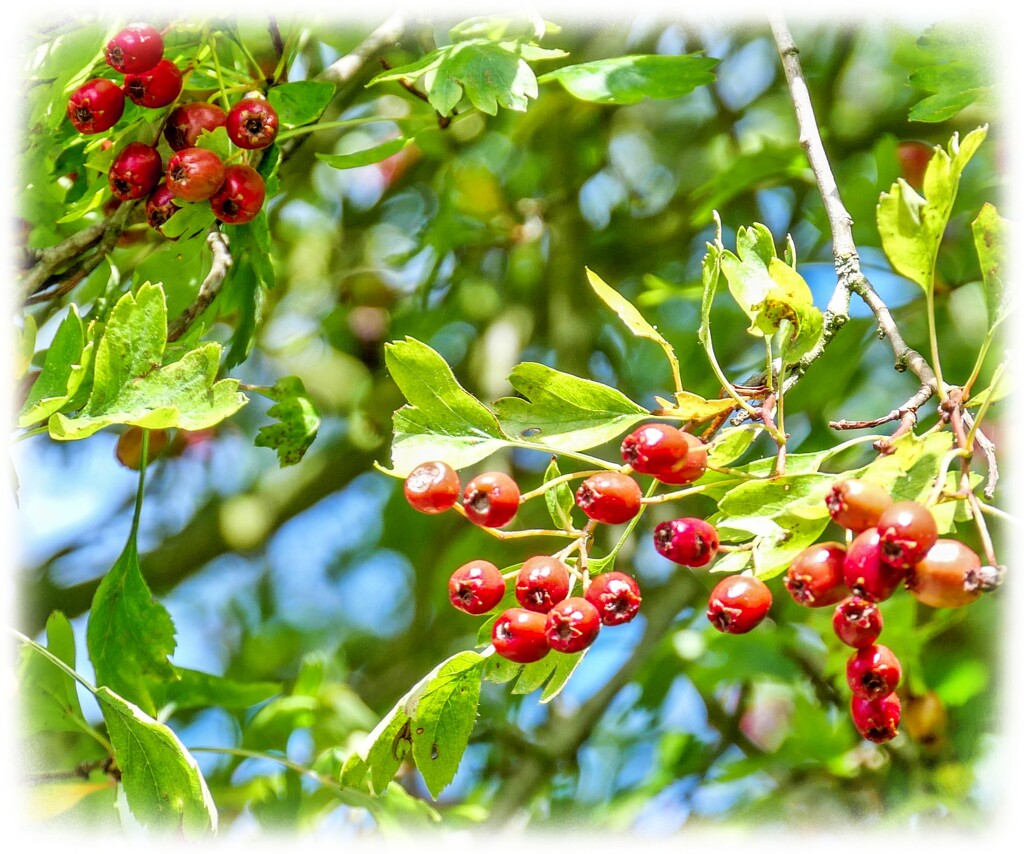 Hawthorn Berries by carolmw