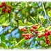 Hawthorn Berries by carolmw