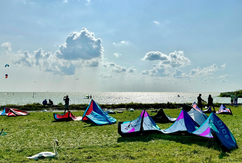 Kites, people and swans were mingling together :) by stimuloog