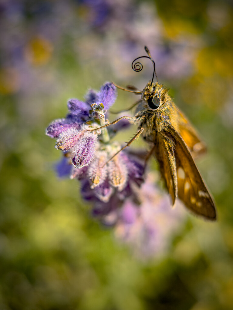 Coiled “Tongue” of a Grass Skipper Butterfly by jnewbio